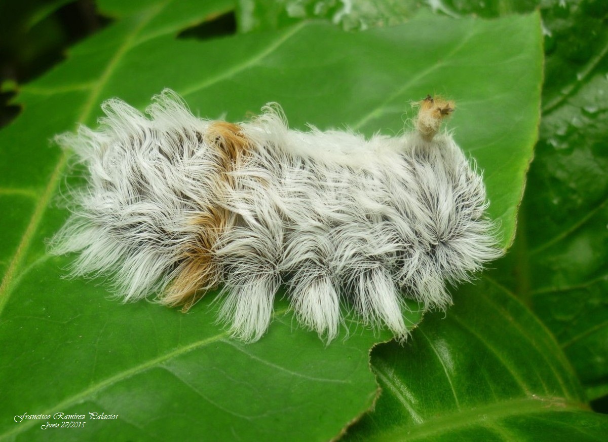 Megalopyge Caterpillar