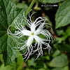 Snake gourd flower