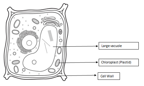 how to draw a cell