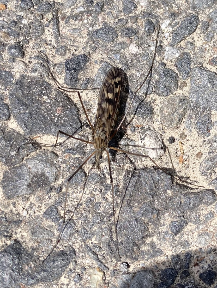 unidentified crane fly