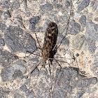 unidentified crane fly