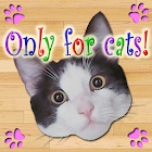 Only For Cats 2.1