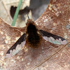 Large Bee-fly