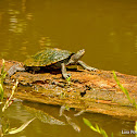 False Map Turtle