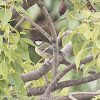 Great Tit; Carbonero Común