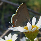 Sloe Hairstreak