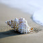 Shell New Tab Page HD Wallpapers Themes