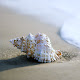 Shell New Tab Page HD Wallpapers Themes