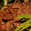 Philippines Pit Viper