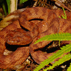 Philippines Pit Viper