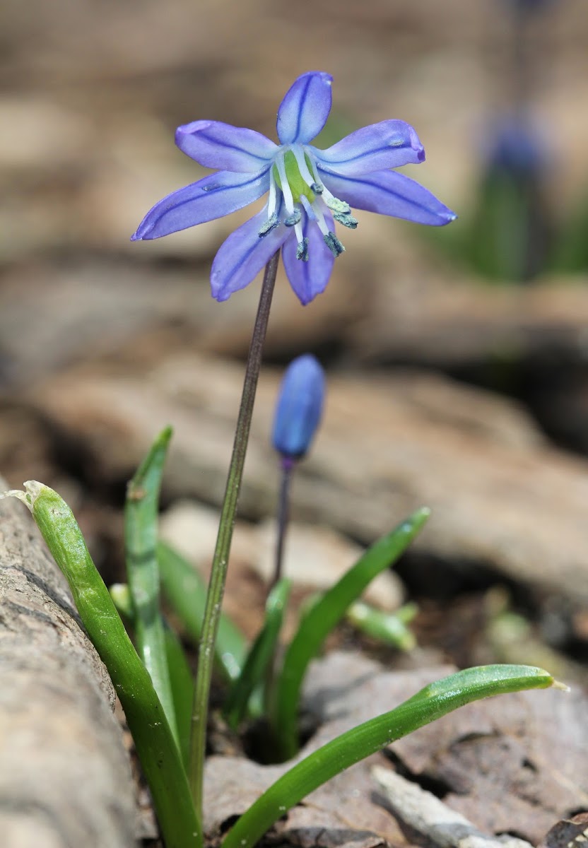 Siberian squill