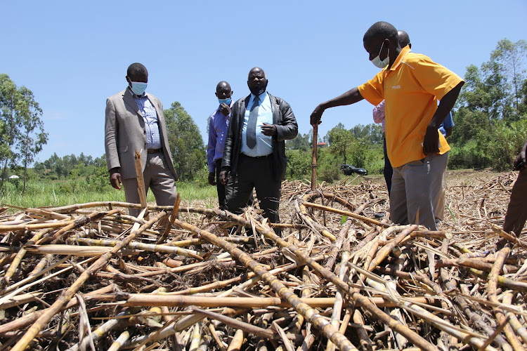 Homa Bay CeC for Agriculture Aguko Juma andKenya National Federation of Sugarcane Farmers secretary general Ezra Okoth near David Olala's drying up canes at the farm in Nyakaiya in Homa Bay