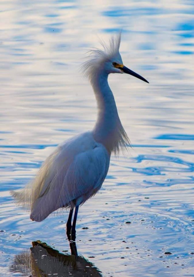 Snowy Egret