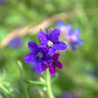 Common Bugloss