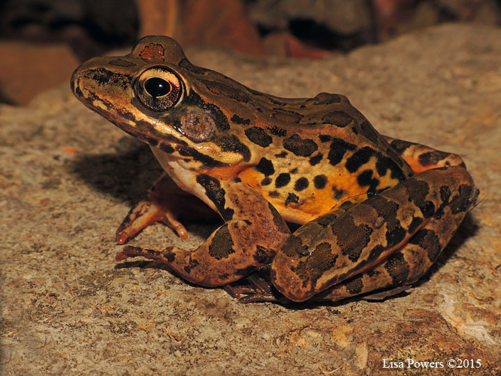 Pickerel Frog