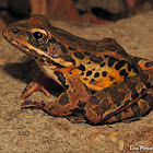 Pickerel Frog