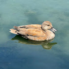 Gadwall