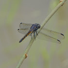 Yellow-tailed Ashy Skimmer or Common Chaser,