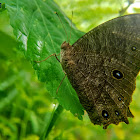 Common evening brown