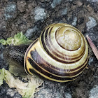 White-lipped Snail