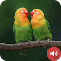 Lovebird Sounds