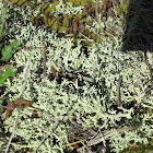 Cladonia caroliniana