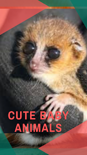 Cute Baby Animals(圖2)-速報App