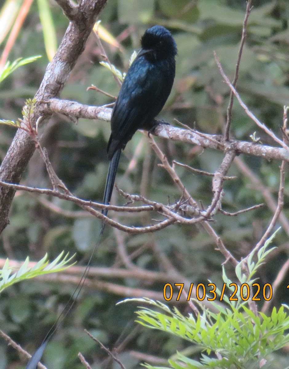 Greater Racket-tailed Drongo