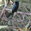 Greater Racket-tailed Drongo