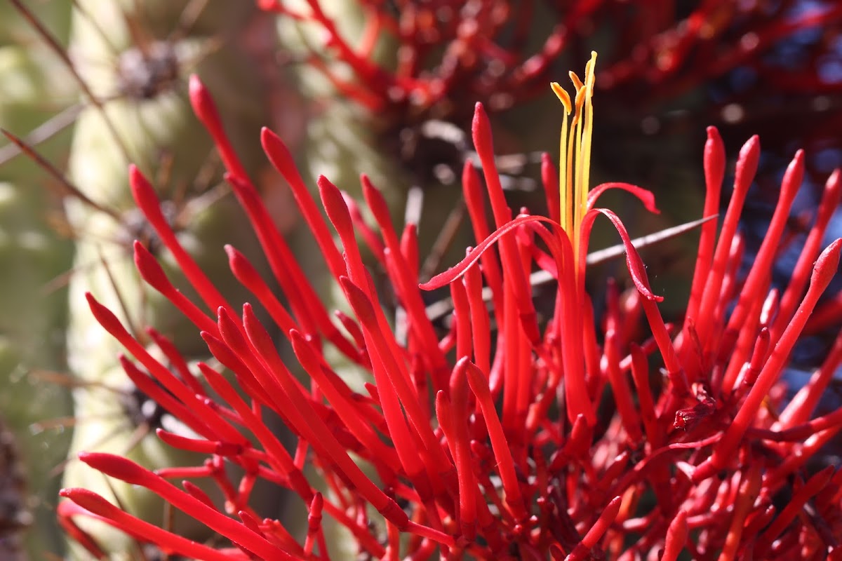 Mistletoe cactus