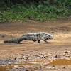 Black and white tegu