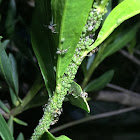 Ants farming Aphids