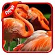 Download Wallpaper Flamingo For Smartphone For PC Windows and Mac 1.0