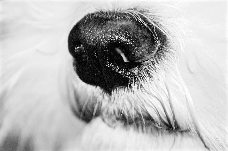 "Il naso di un cane è un prodigio di ingegneria, e ci rammenta che là fuori esiste un mondo che non ci sarà mai dato di conoscere, almeno non come esseri umani." di Naila