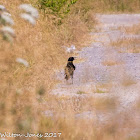 Spotless Starling; Estornino Negro