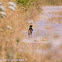 Spotless Starling; Estornino Negro