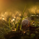 Snail crawling on the grass