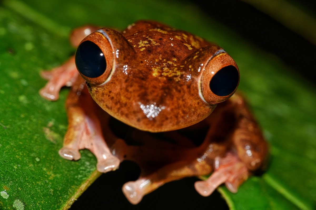 Harlequin tree frog