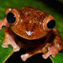 Harlequin tree frog