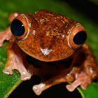 Harlequin tree frog