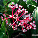 Pearl White Medinilla