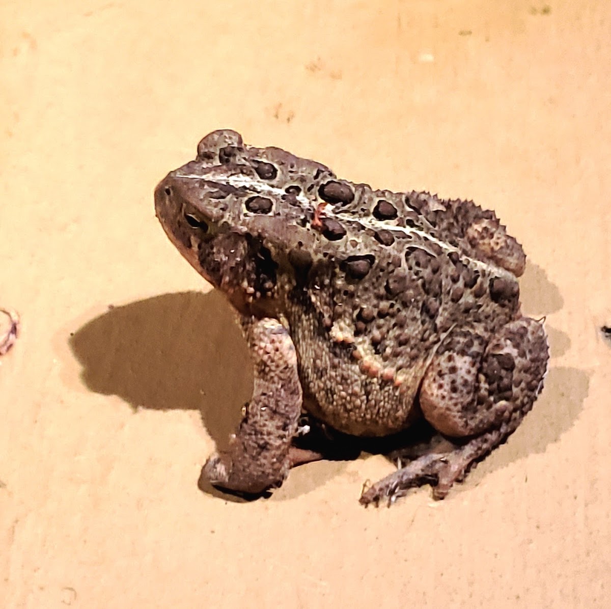 American toad