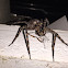 Fishing Spider