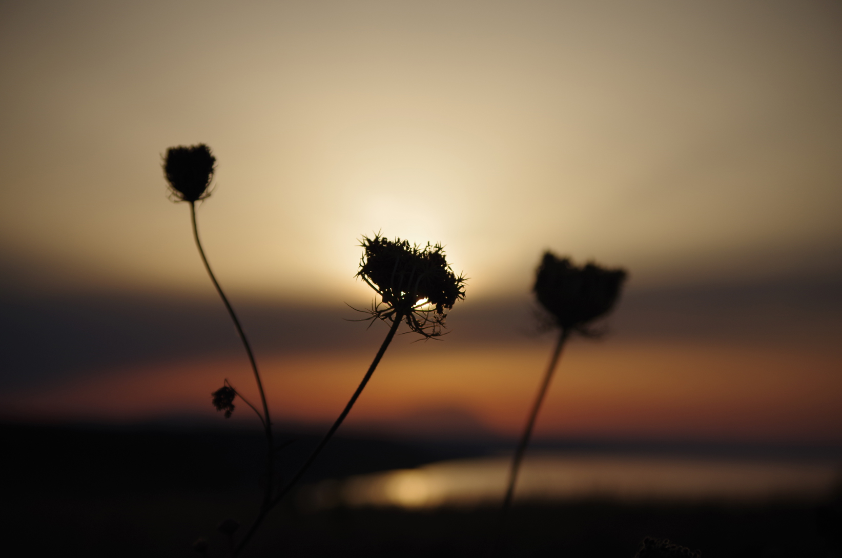 Fiori al tramonto di Federica.G