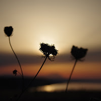 Fiori al tramonto di 