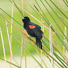 Red-winged Blackbird