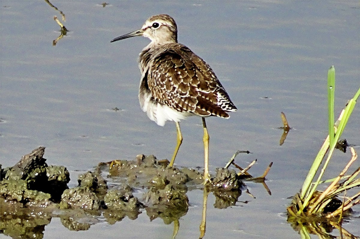 Wood Sandpiper