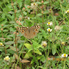 Lemon Pansy Butterfly