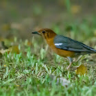 ORANGE HEADED GROUND THRUSH