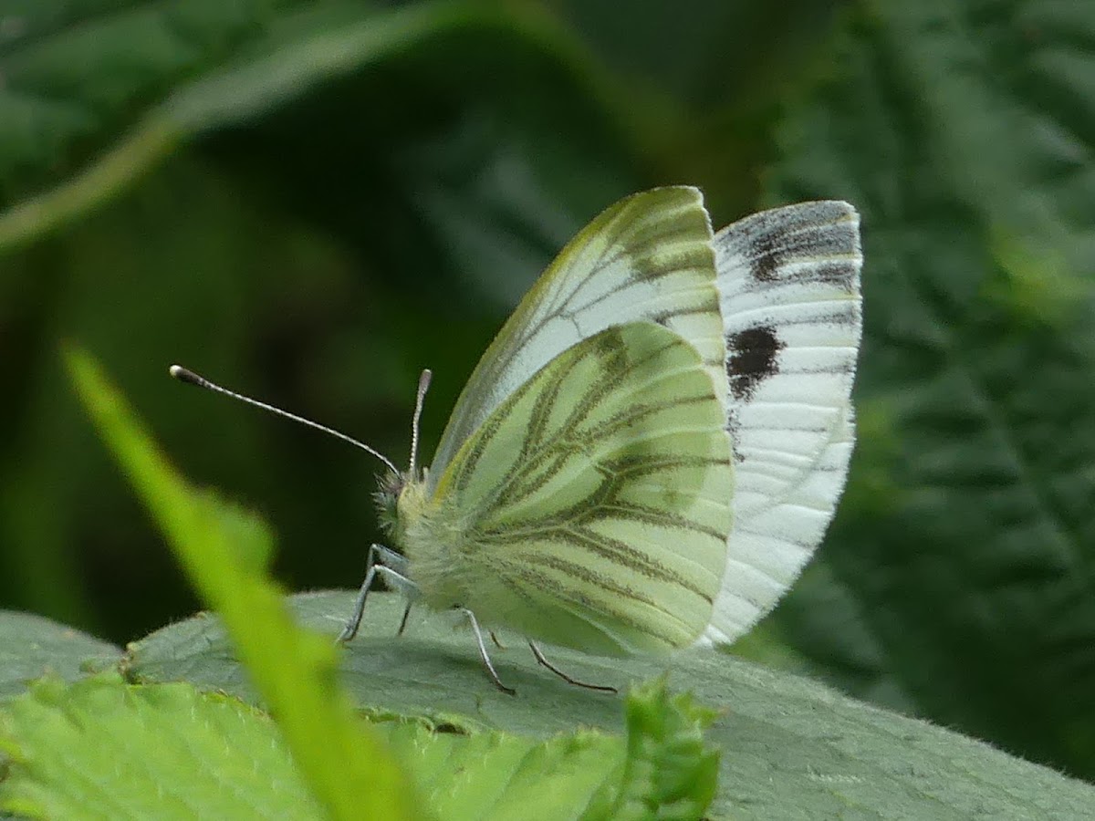 Green-veined White